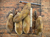 clam measurement